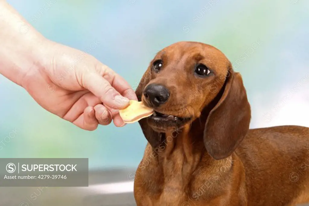 Short-haired dachshund dog getting treat