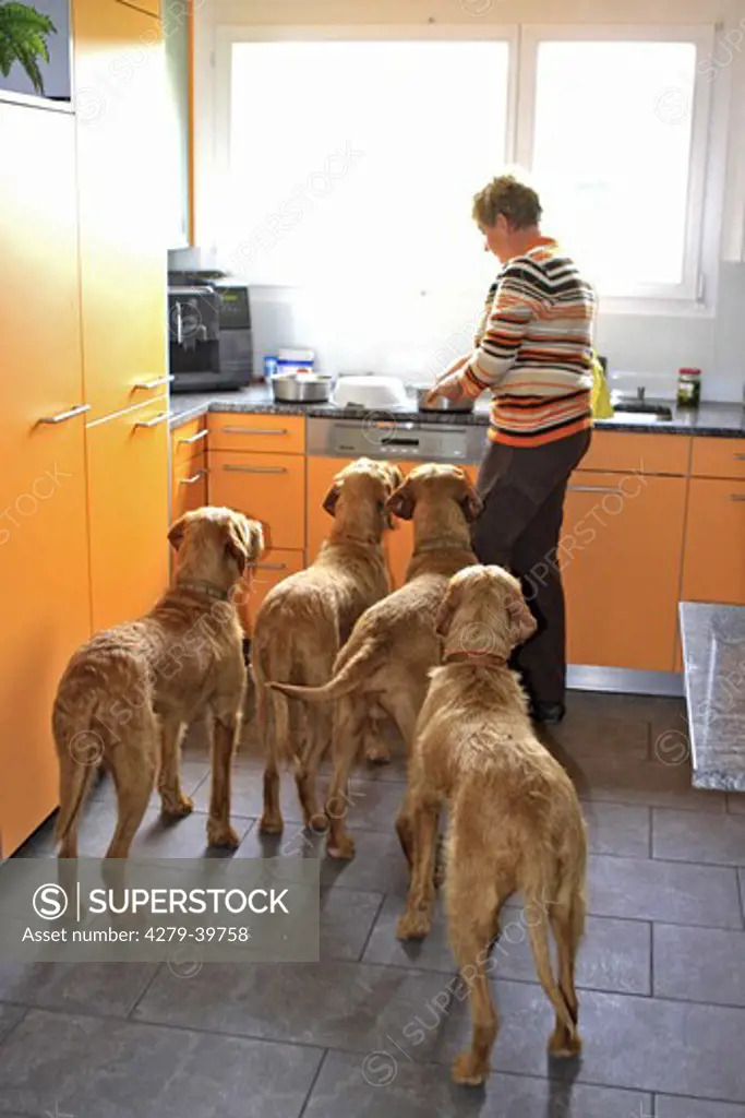 woman and Wirehaired Magyar Vizlas in kitchen