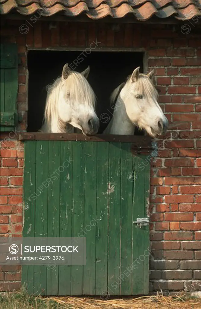 two camargue horses - looking out of stable