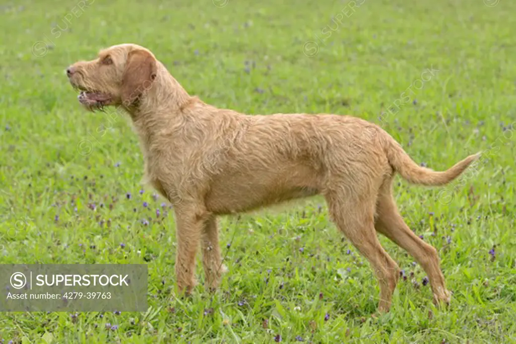 Wirehaired Magyar Vizsla dog - standing on meadow