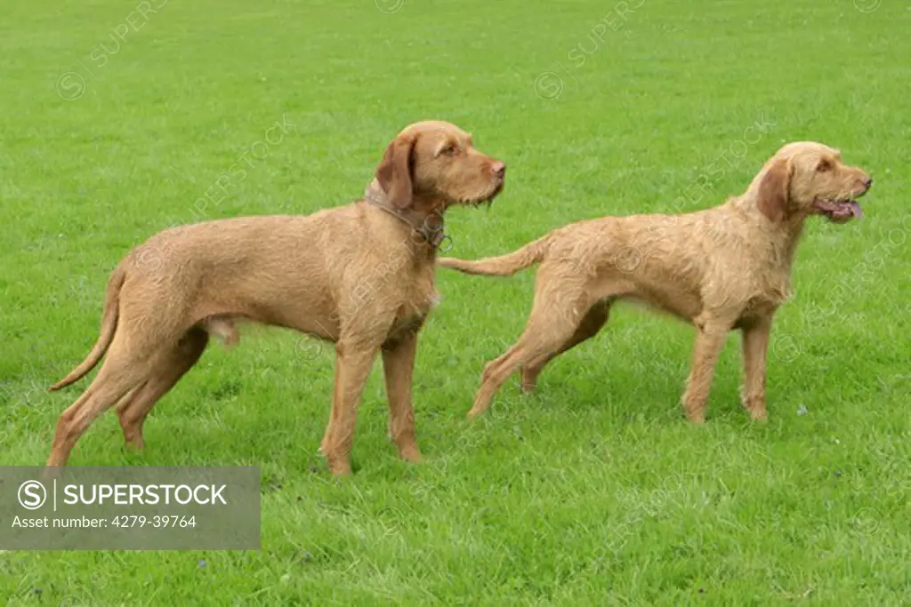 two Wirehaired Magyar Vizsla dogs - standing on meadow