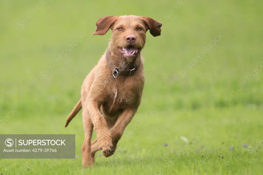 Wirehaired Magyar Vizsla dog - running on meadow
