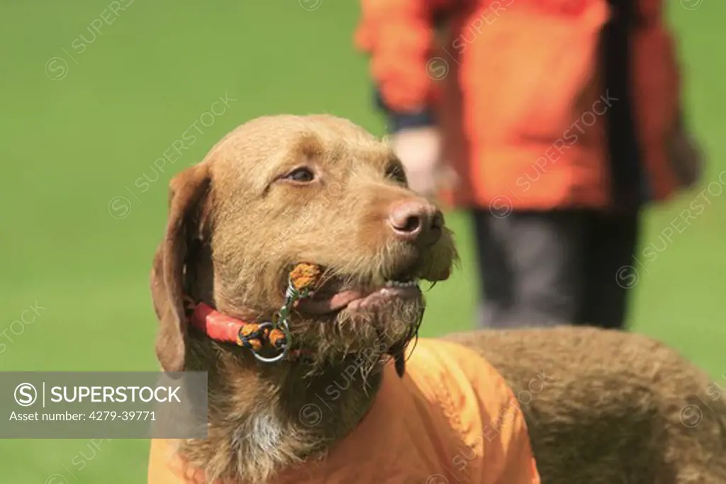 Rescue dog - Wirehaired Magyar Vizsla