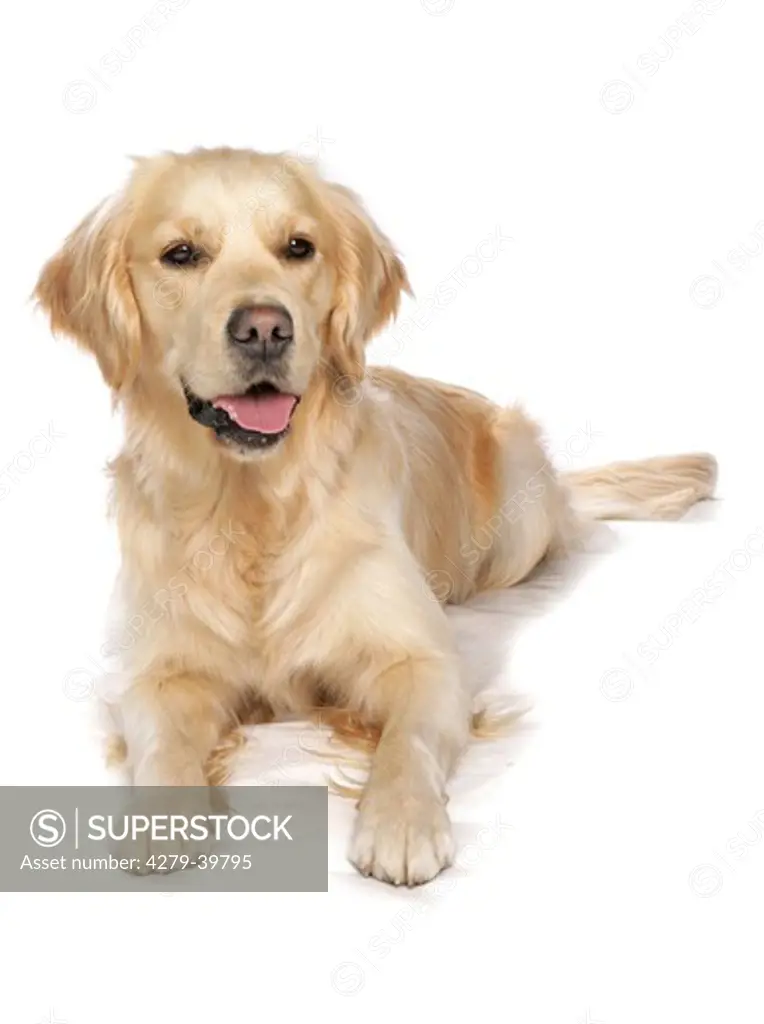 Golden Retriever dog - lying - cut out