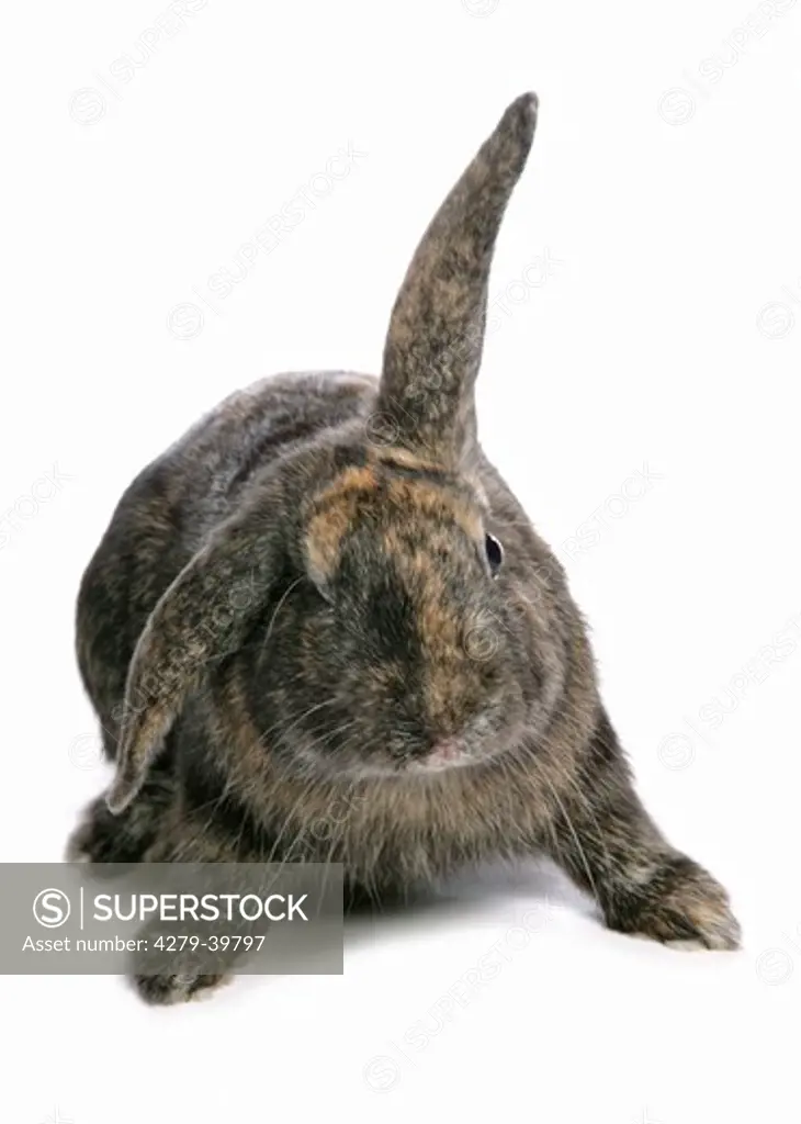 lop-eared rabbit - cut out