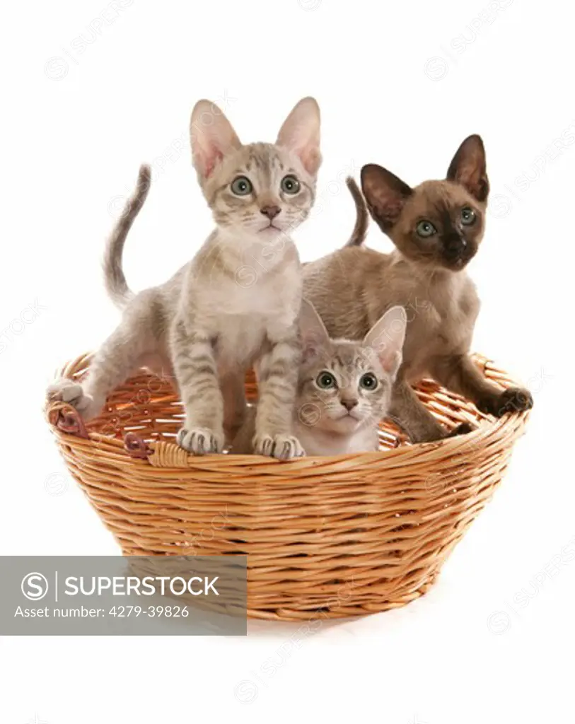 Tonkinese cat - three kittens in basket