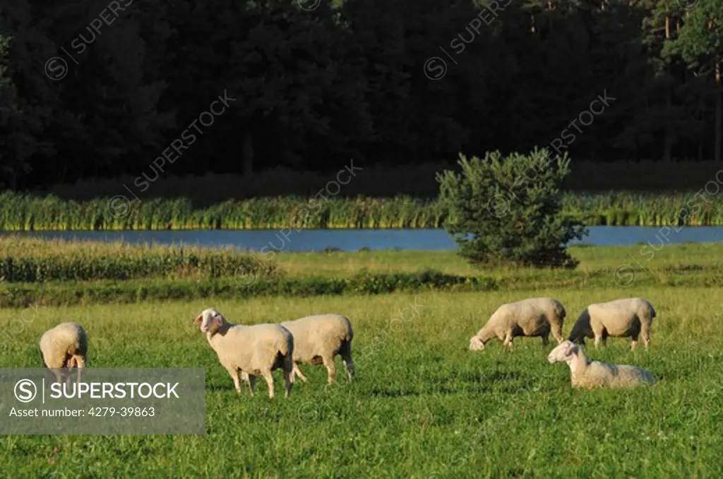 Sheep - herd on meadow