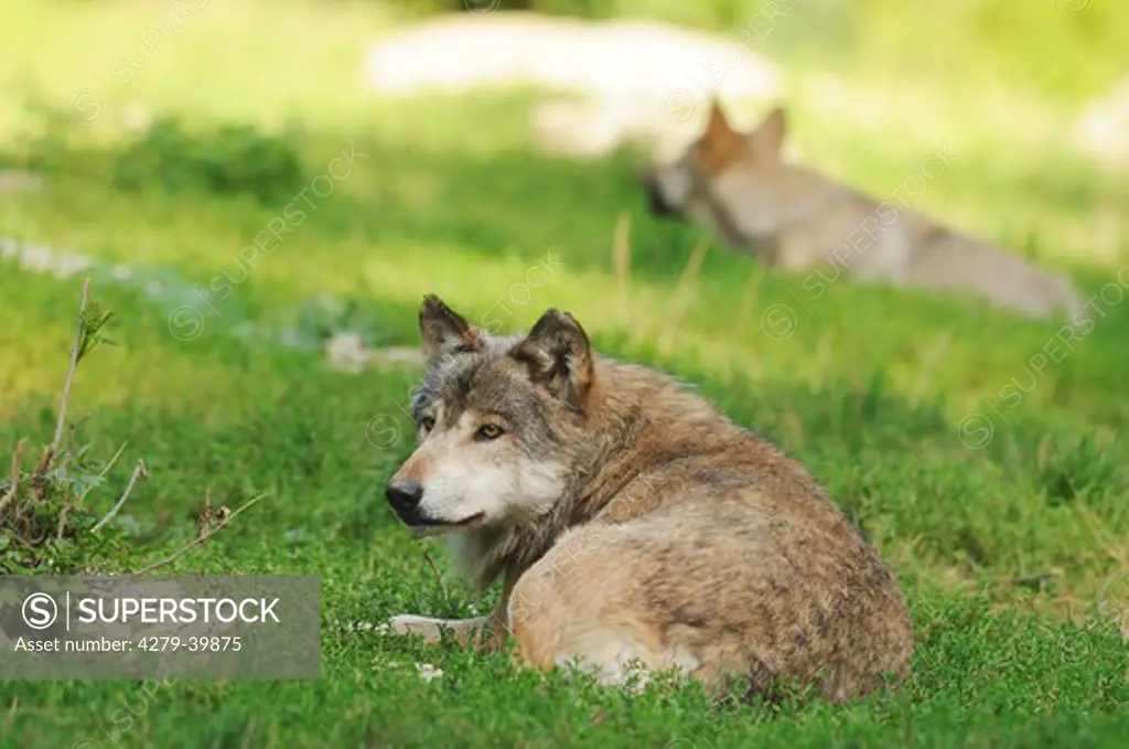Eastern Wolf - lying