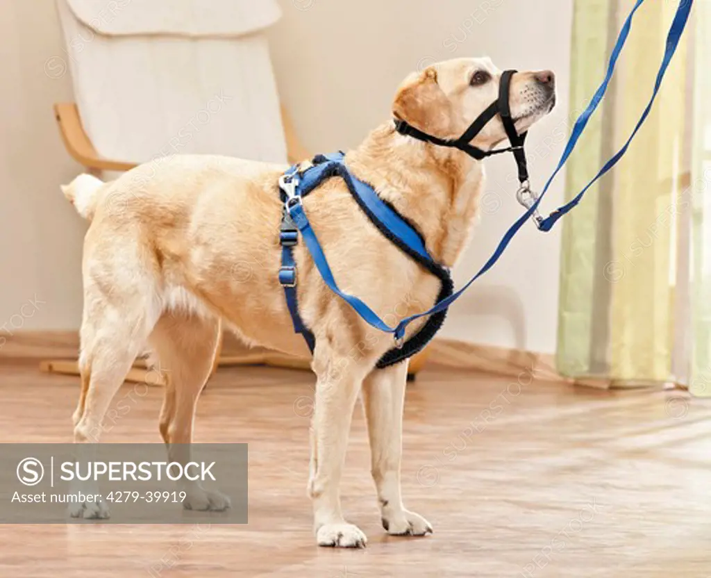 Labrador Retriever dog with Halti and harness
