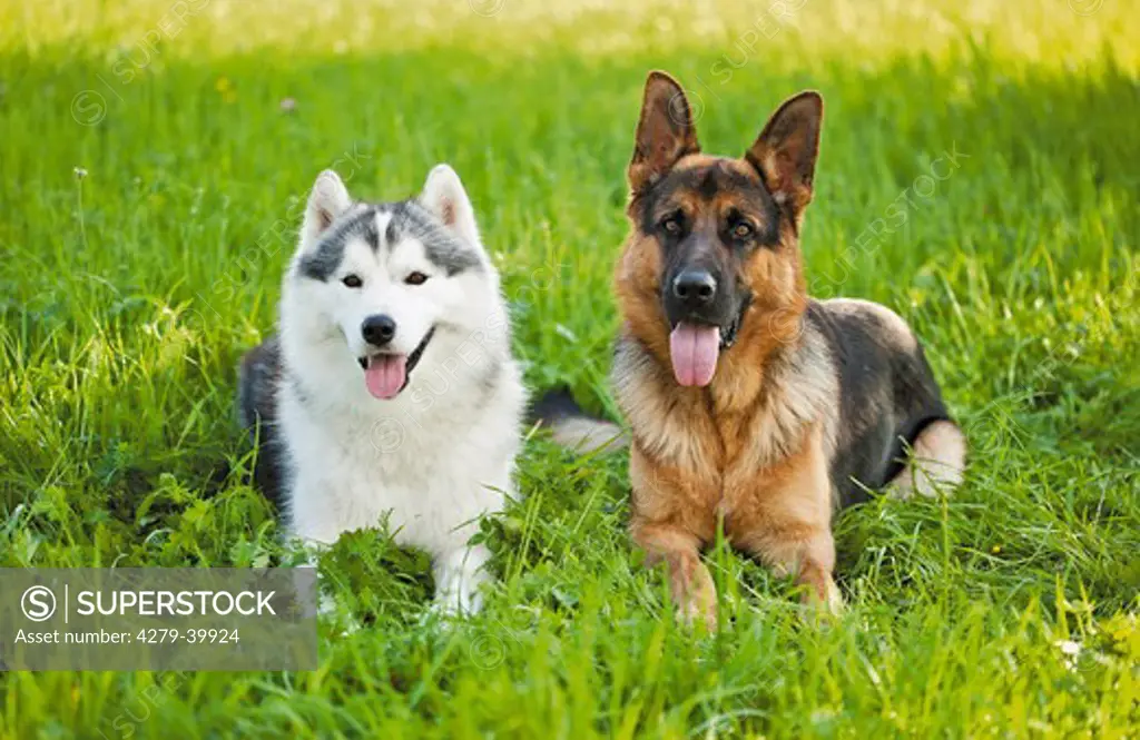 Siberian Husky dog and German Shepherd dog on meadow