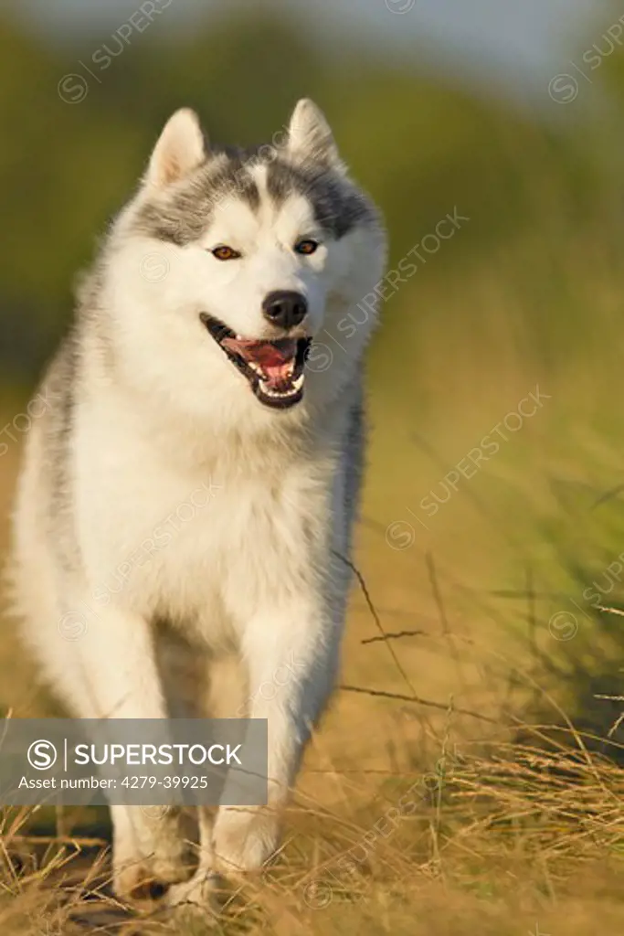 Siberian Husky dog - walking