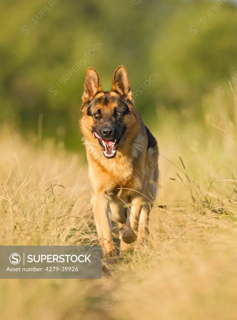 German Shepherd dog - walking