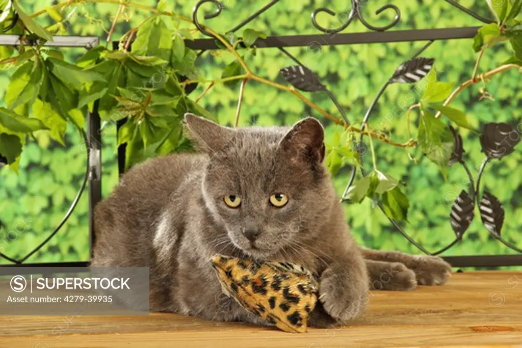domestic cat with pillow