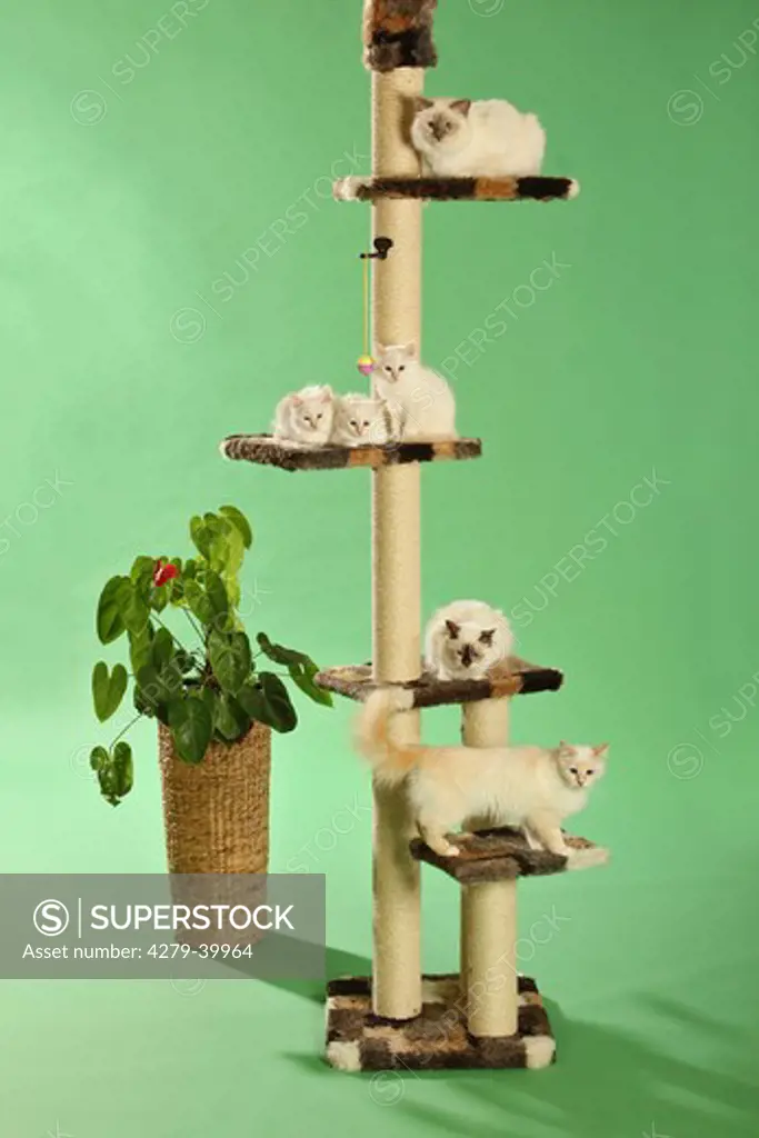 Sacred cats of Burma and kittens on scratching post