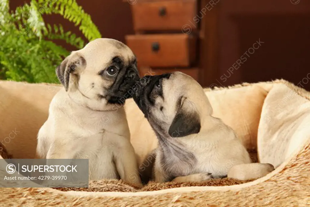 Pug - two puppies - smooching
