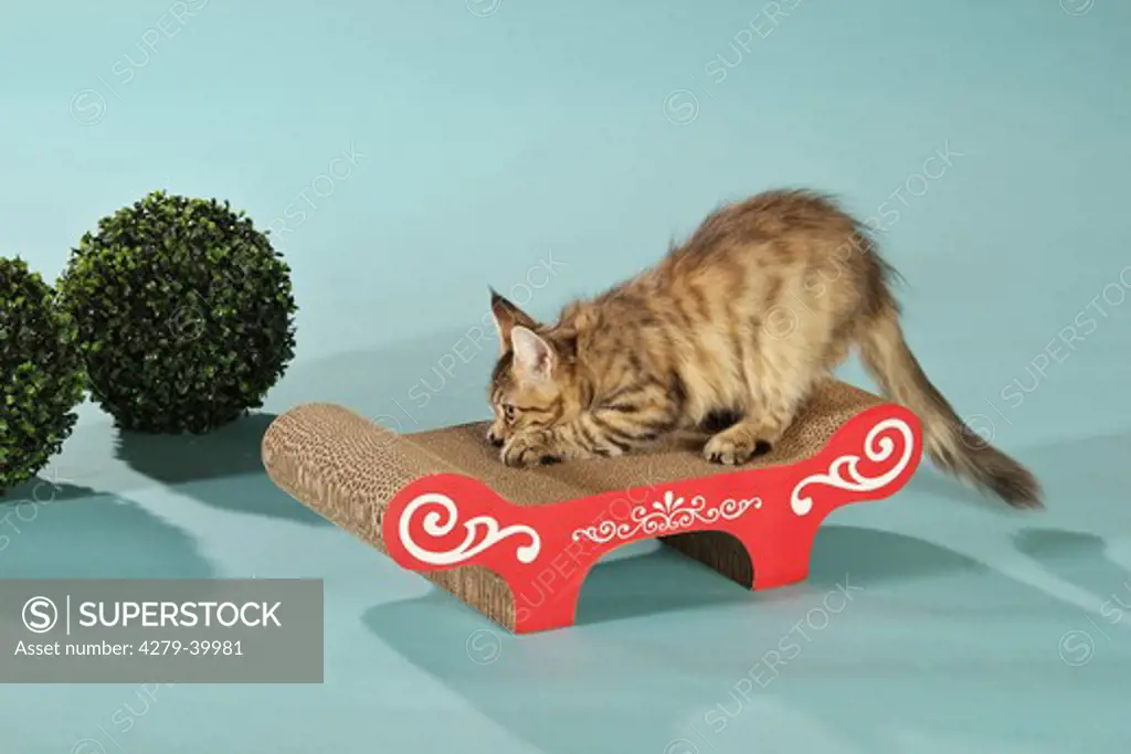 domestic cat - kitten on scratching post