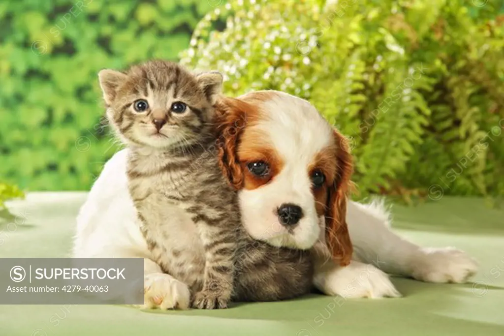animal friendship : kitten and puppy