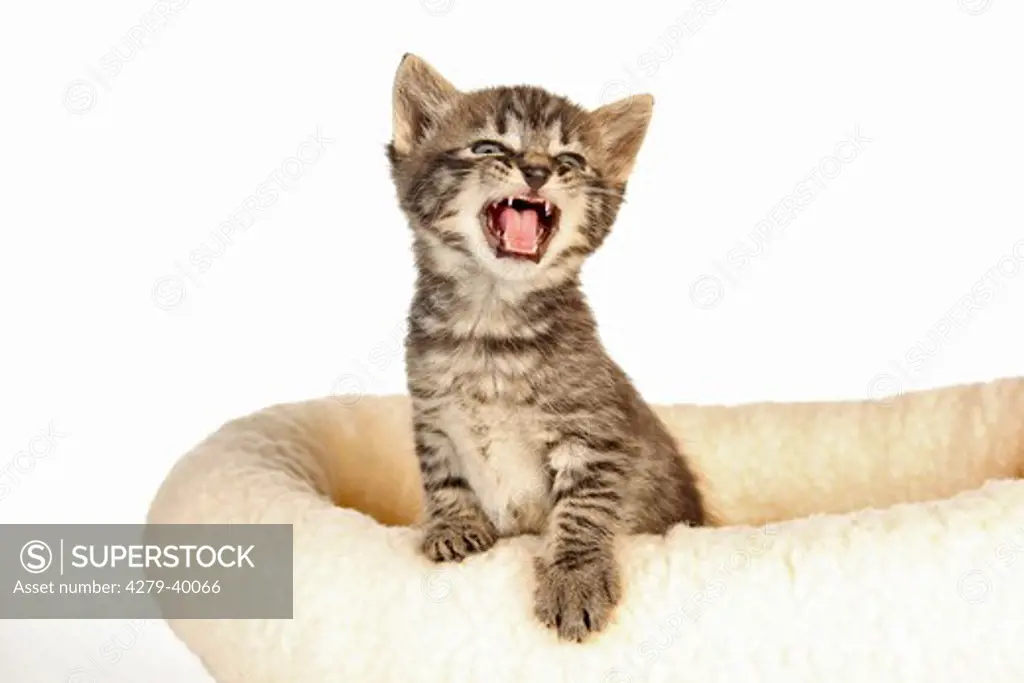 domestic cat - kitten (27 days) on pillow