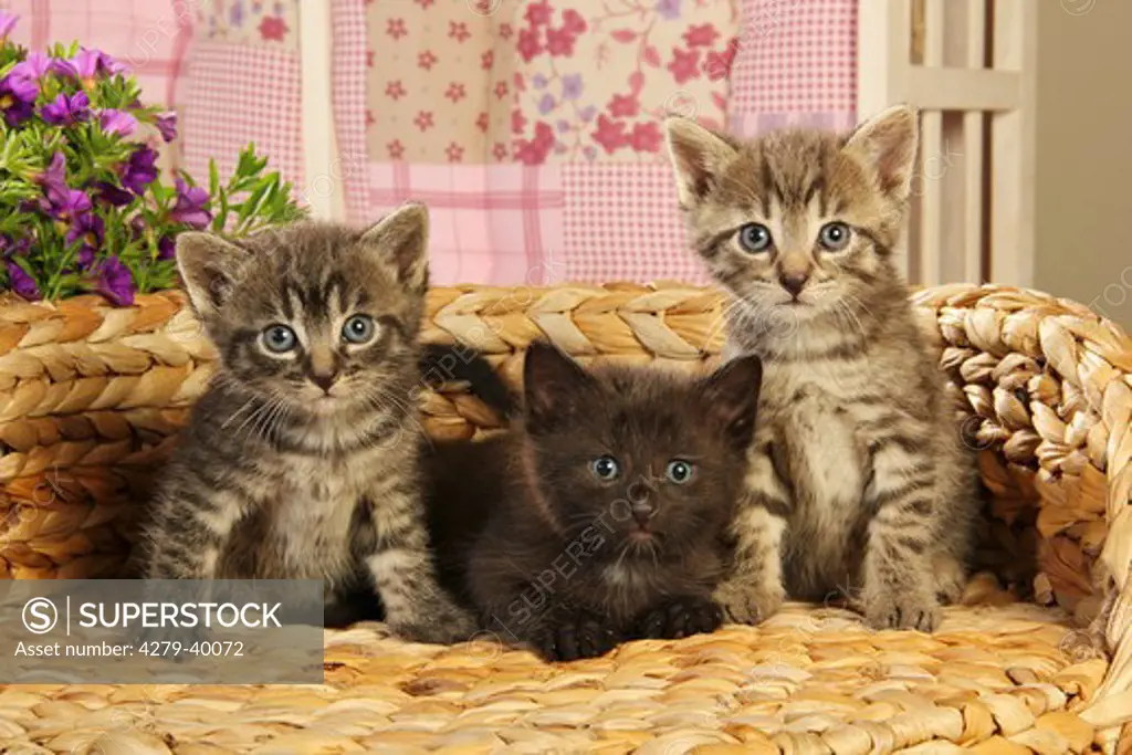 domestic cat - three kittens (29 days) - lying