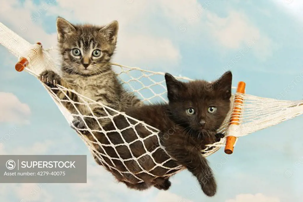 domestic cat - two kittens (39 days) in hammock