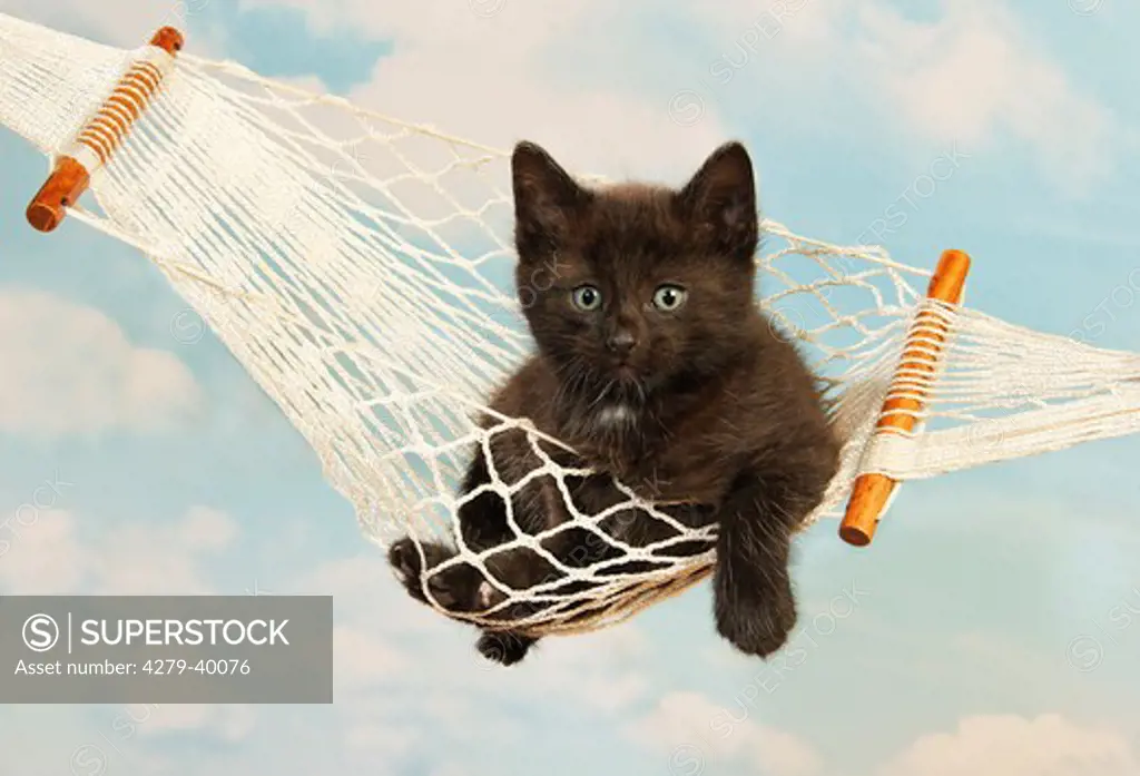domestic cat - kitten (39 days) in hammock