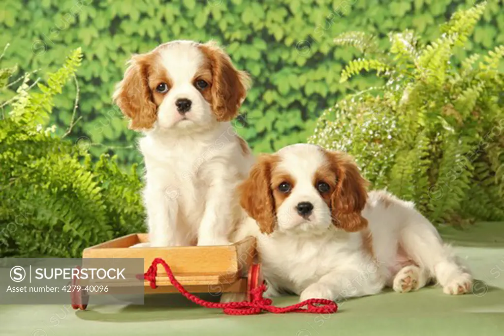 Cavalier King Charles Spaniel dog - two puppies