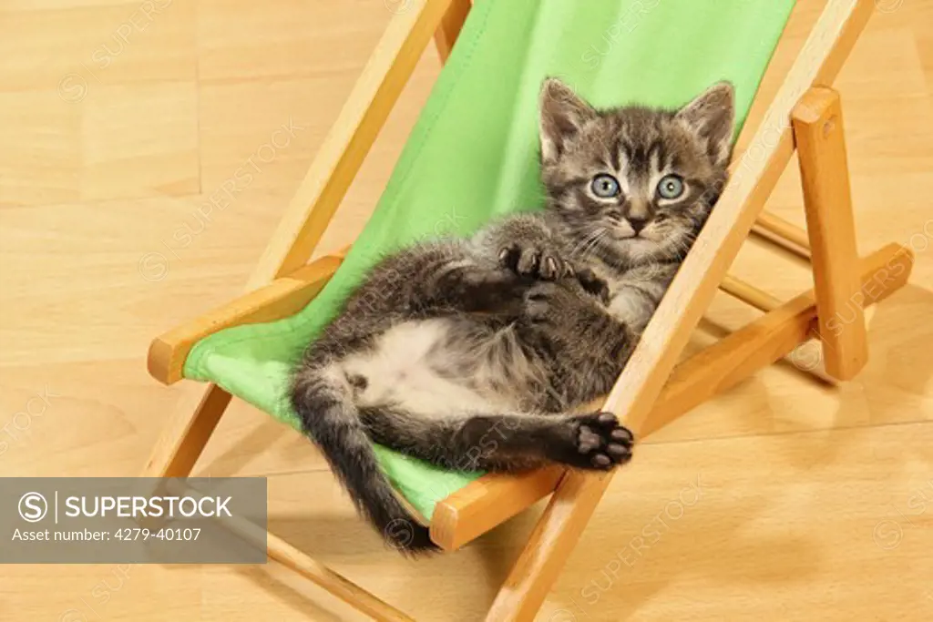 domestic cat - kitten (34 days) in deckchair