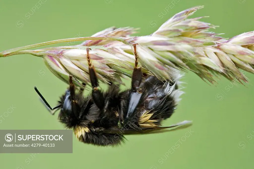 Bumblebee at plant