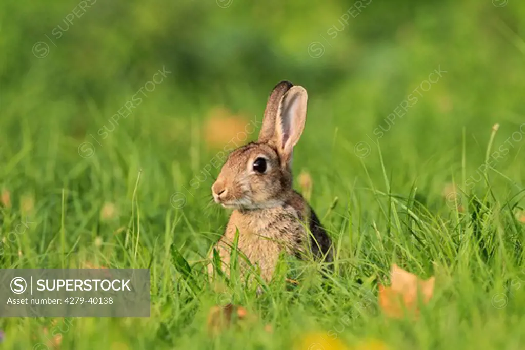 European Rabbit on meadow, Oryctolagus cuniculus