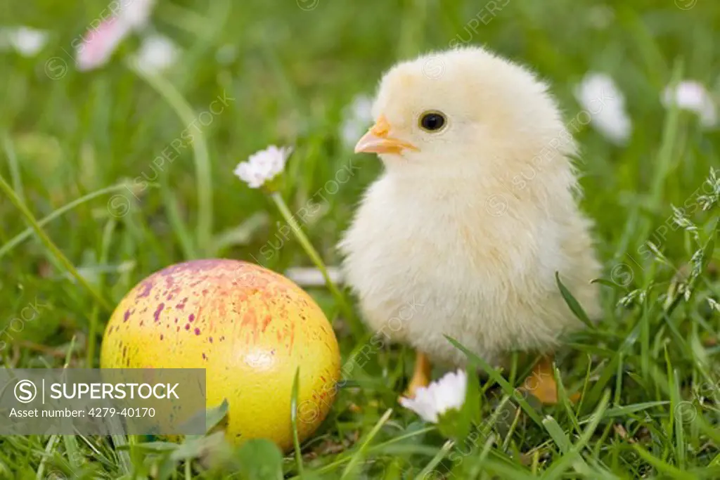 chick next to Easter egg