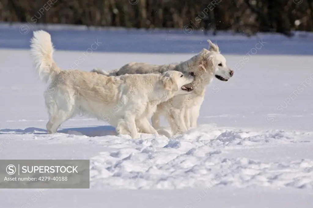 two Golden Retriever dogs in snow