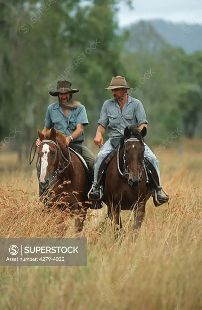 two australian stock horses wit riders