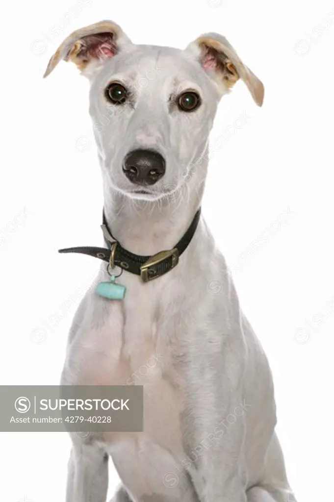 half breed dog (lurcher) - portrait