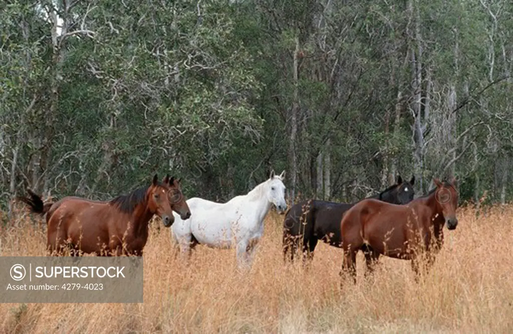 5 Australian Stock Horses