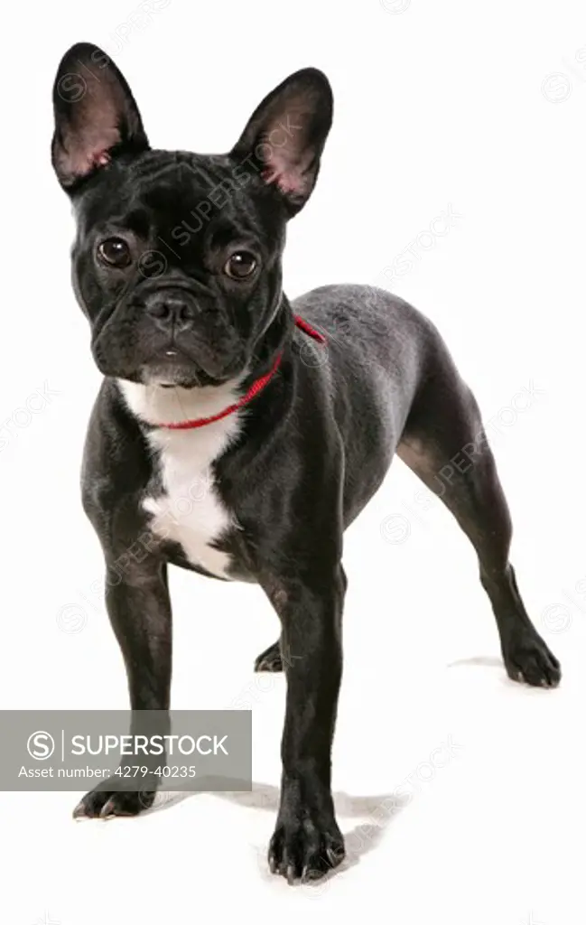 French Bulldog - standing - cut out