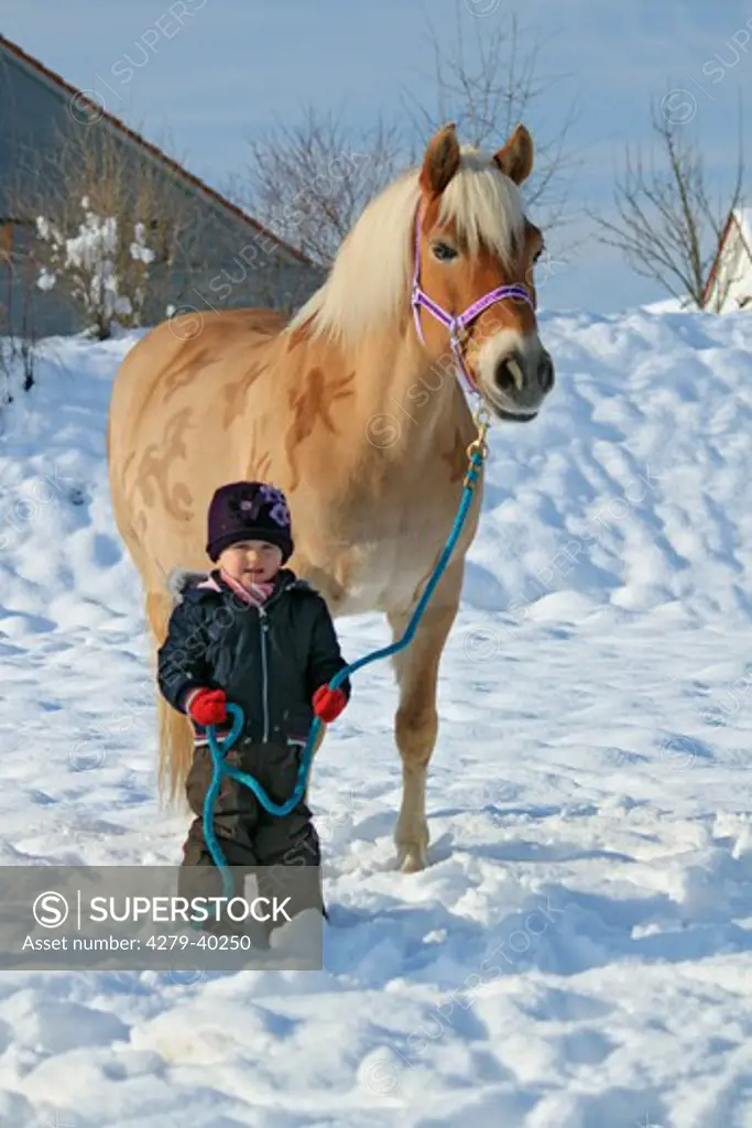 child and Haflinger horse in snow