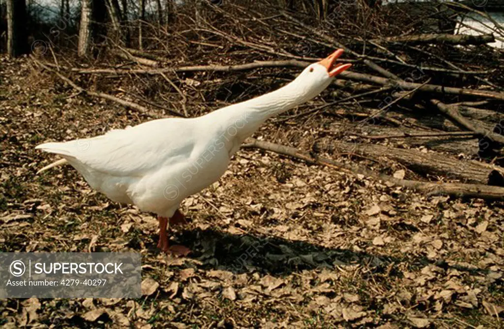 goose threatening - nervy