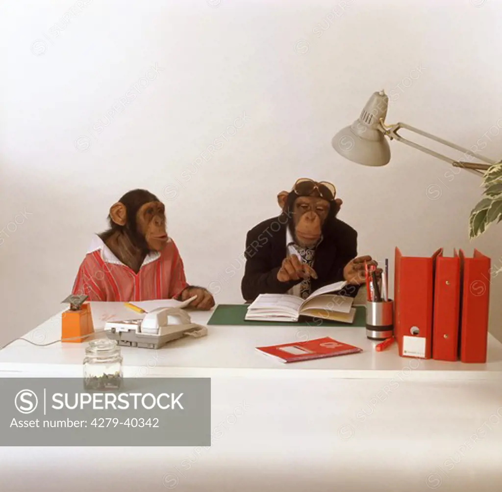 two savanna chimpanzees in the office, Pan troglodytes