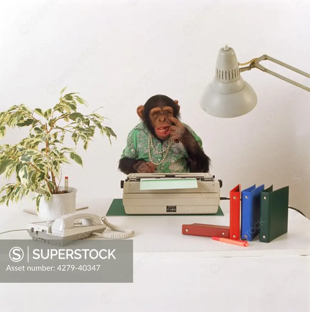 savanna chimpanzee in the office, Pan troglodytes