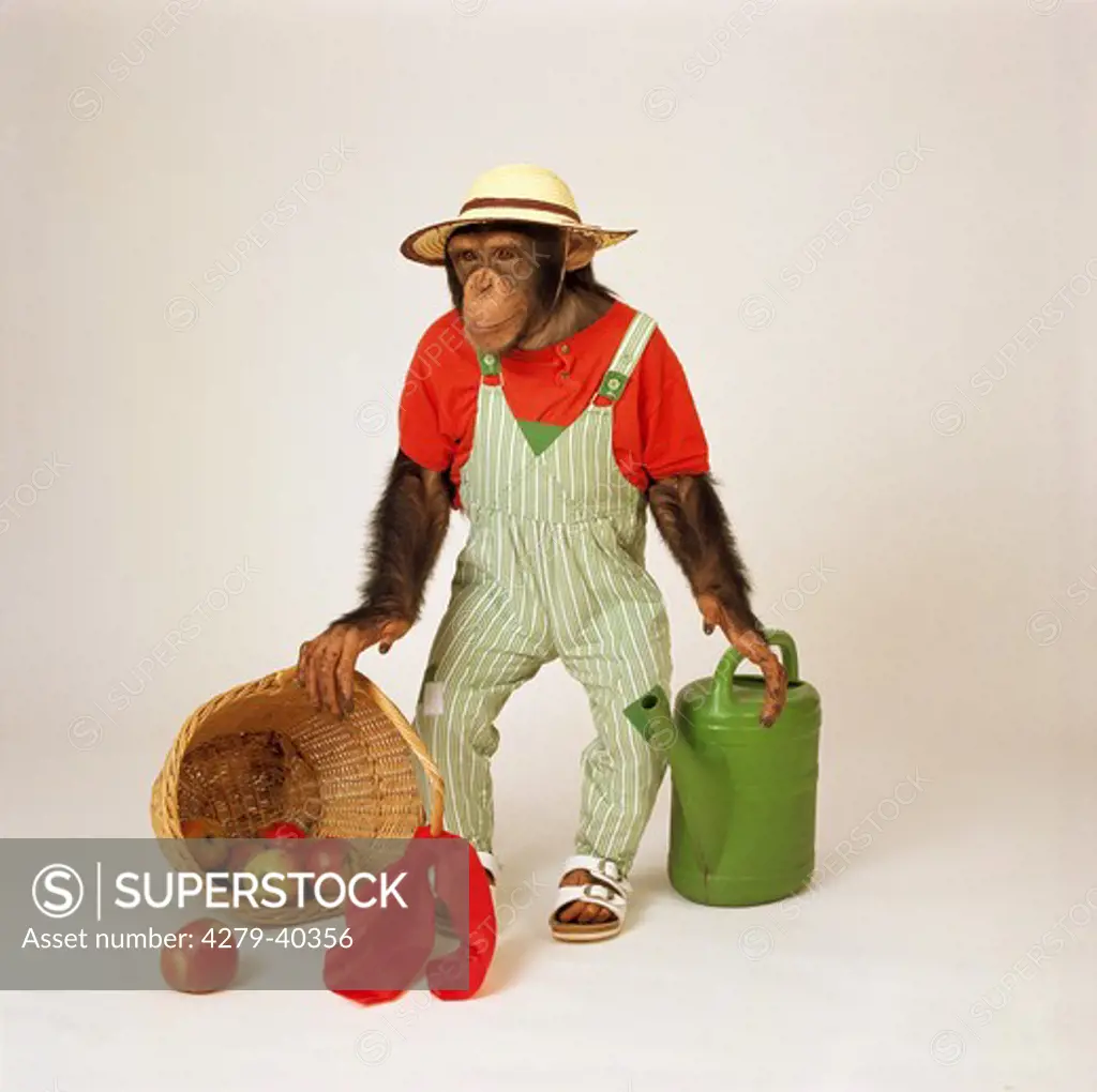 savanna chimpanzee as gardener, Pan troglodytes