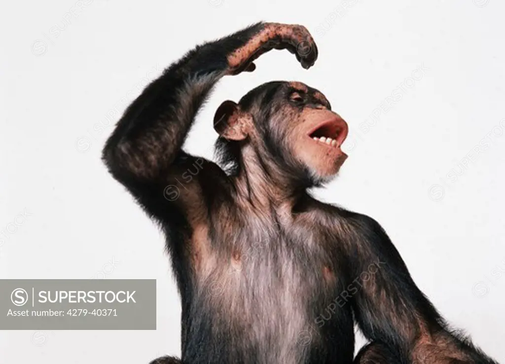 pan troglodytes, savanna chimpanzee
