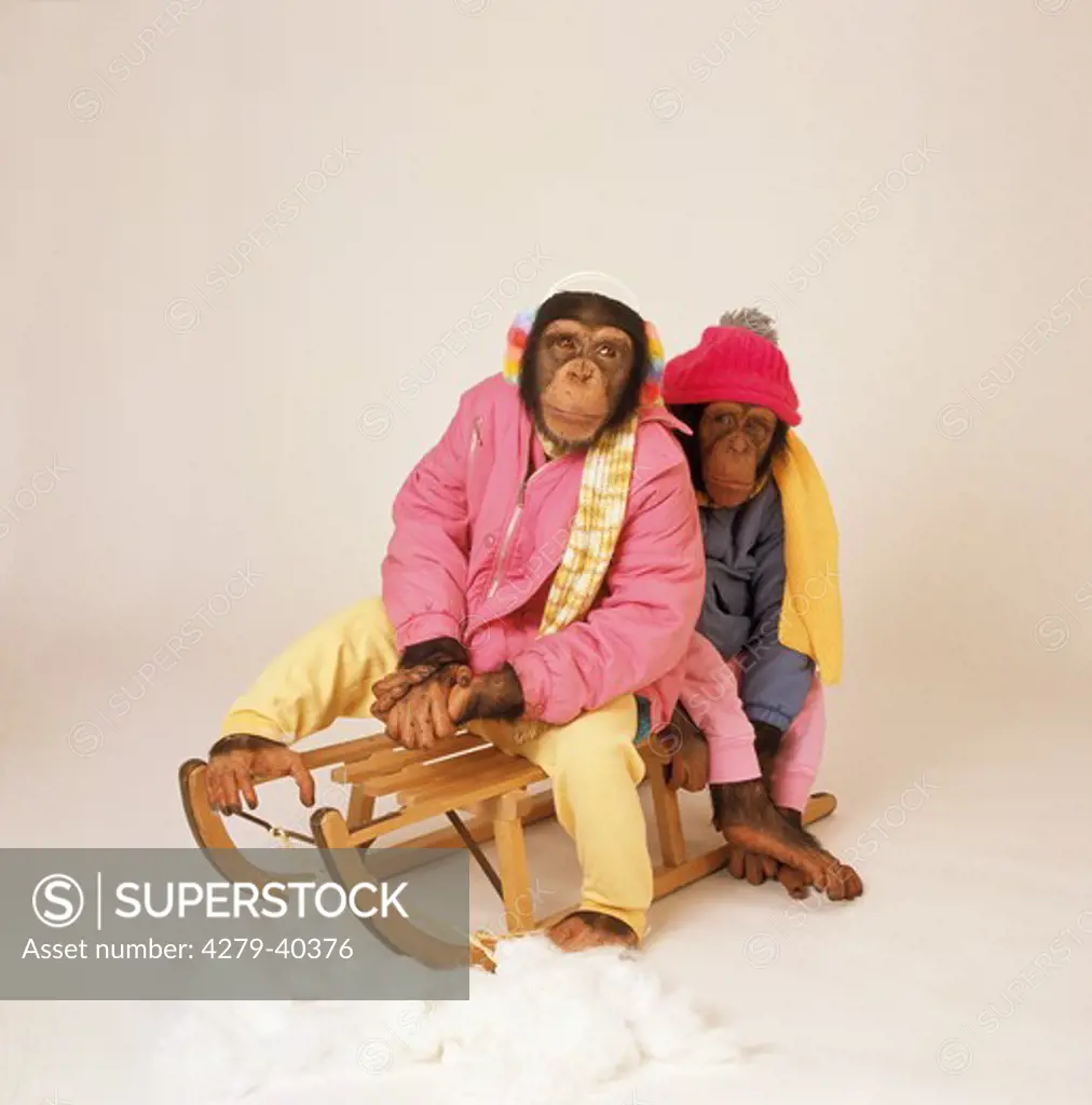 two savanna chimpanzees on a toboggan