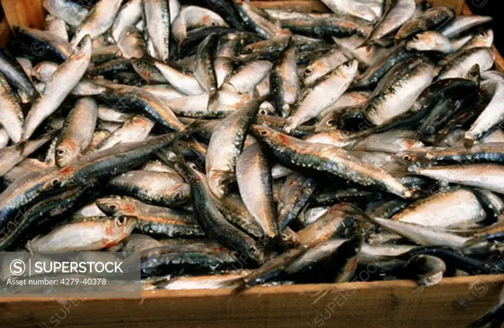 a lot of herrings in a box, Clupeidae