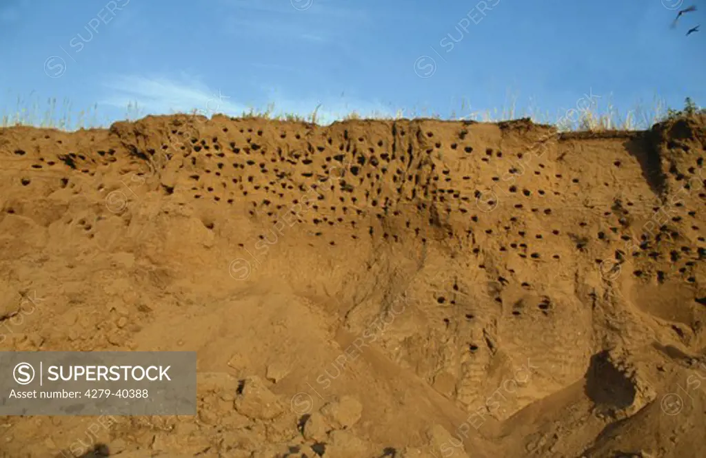 Riparia riparia, sand martin - breeding wall -