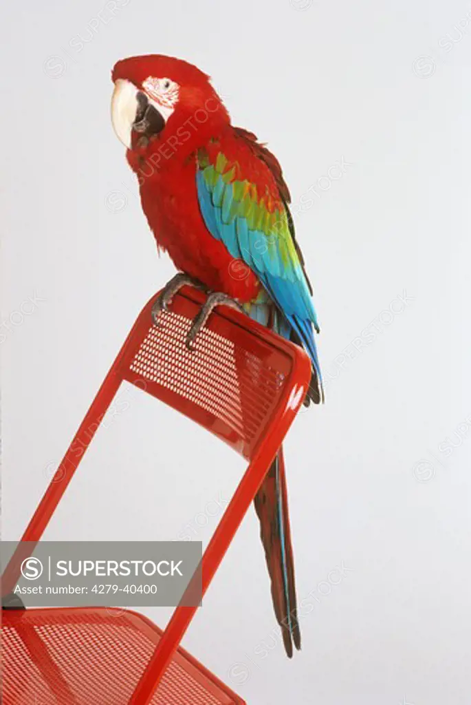 Red-and-green Macaw on backrest, Ara chloropterusrestriction: Tierfutterverpackung bis 01.07.2012, Europa, packaging for animal food till 01.07.2012, Europe