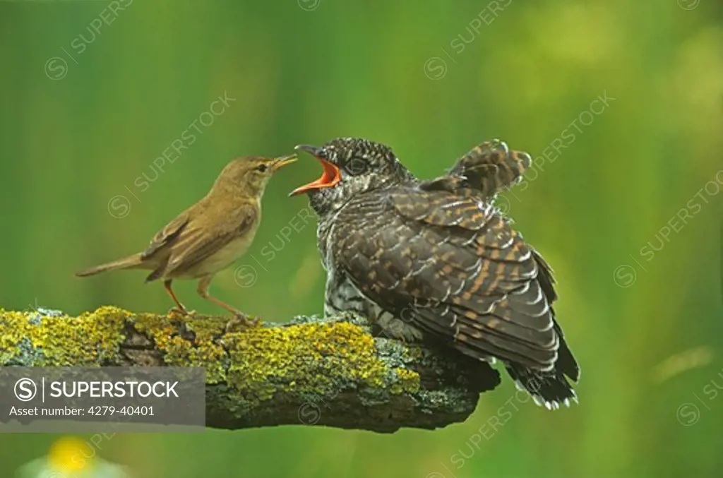 reed warbler feeds cuckoo chick