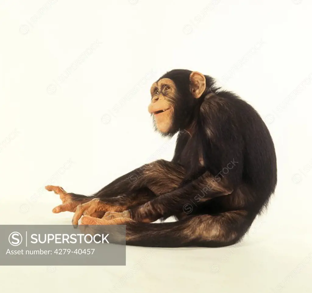 savanna chimpanzee - sitting - cut out, Pan troglodytes