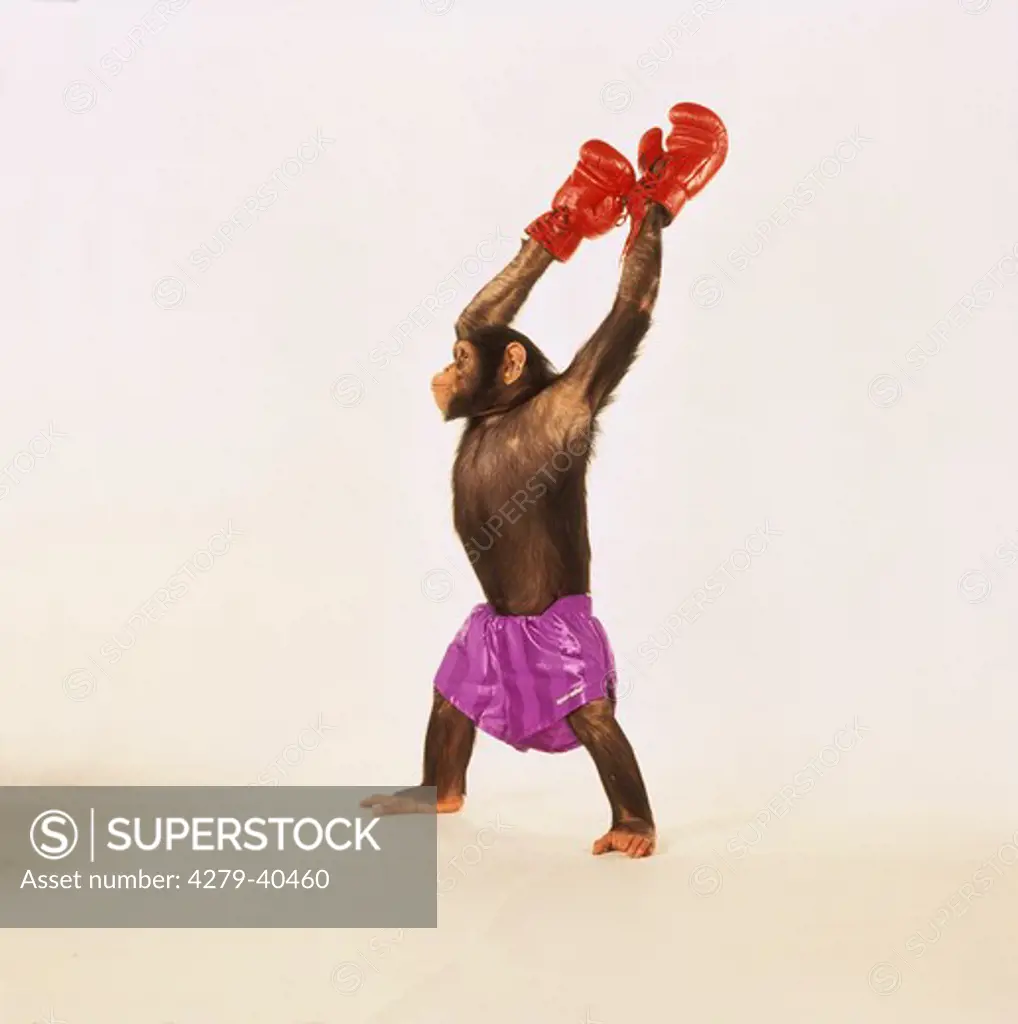 savanna chimpanzee with boxing gloves, Pan troglodytes