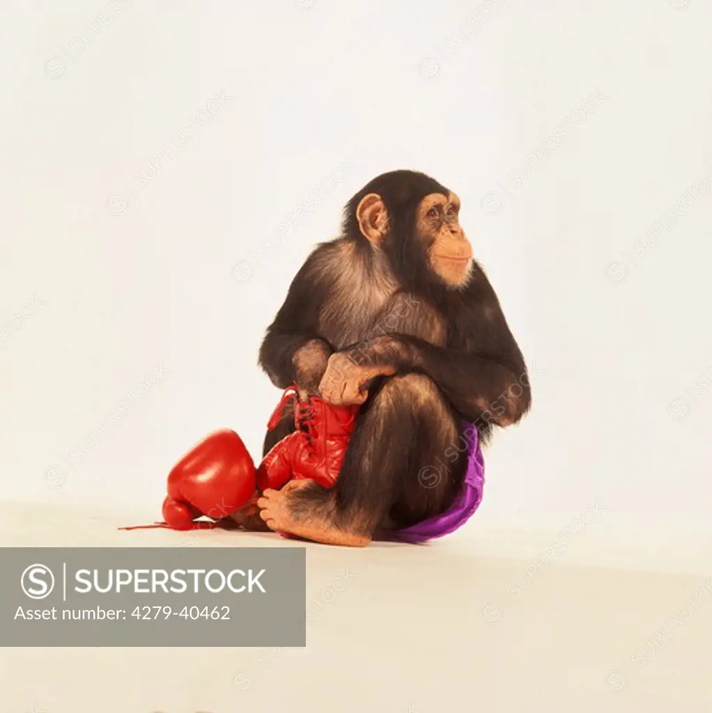 savanna chimpanzee with boxing gloves, Pan troglodytes