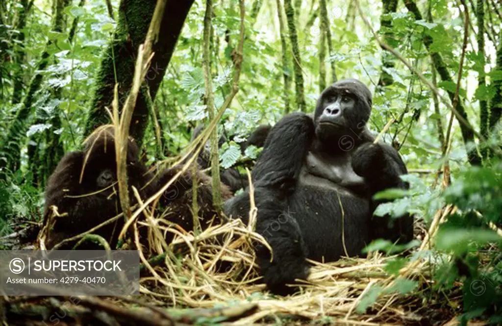 gorilla gorilla beringei, mountain gorilla